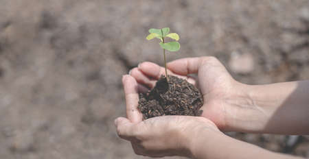 Young plants and the soil in farmer's hands holding  is ready to plant concept eco earth day.の写真素材