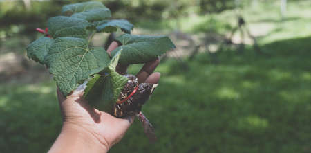 A grapevine in the hand of a young woman Ready to plant, ECO earth day concept.