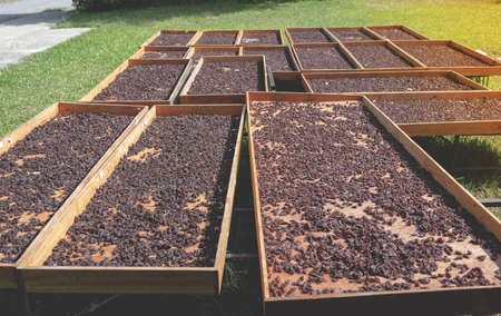 Currant in the organic raisin drying yard on sunshiny day.