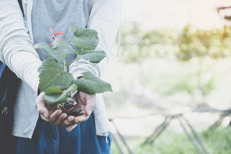 A grapevine in the hand of a young woman ready to plantの写真素材