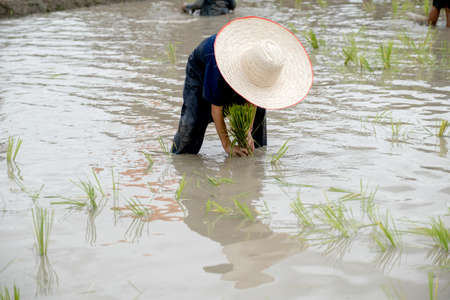 the muddy Asian boy with hat enjoys planting rice in the field farm for learning how the rice growing outdoor activity for kids and agriculture farmers in Thailand.の写真素材