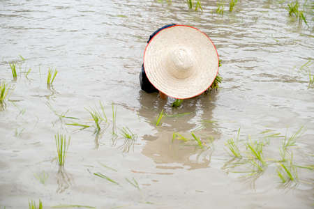 the muddy Asian boy with hat enjoys planting rice in the field farm for learning how the rice growing outdoor activity for kids and agriculture farmers in Thailand.の写真素材