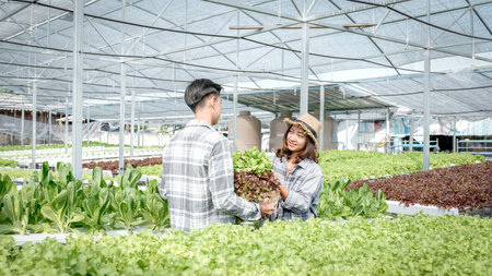 Farmer harvesting vegetable organic salad, lettuce from hydroponic farm for customers.の写真素材