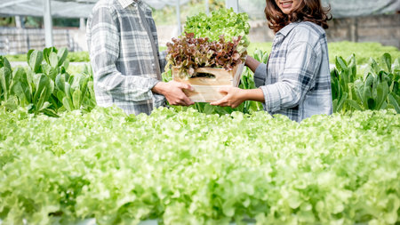 Farmer harvesting vegetable organic salad, lettuce from hydroponic farm for customers.