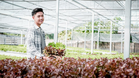 Farmer man harvests a vegetable organic salad, lettuce from a hydroponic farm.の写真素材