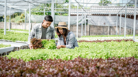 Farmer harvesting vegetable organic salad, lettuce from hydroponic farm for customers.の写真素材