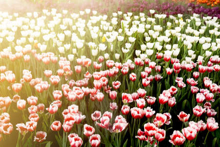 Multi tulip flower in spring meadow at the garden background.の写真素材