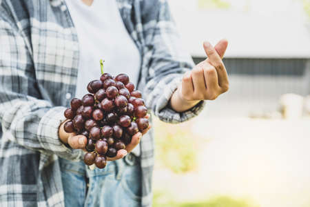 Young Asia woman farmer hand make mini heart and holding grapes after harvest from vineyard, healthy fruit concept.の写真素材