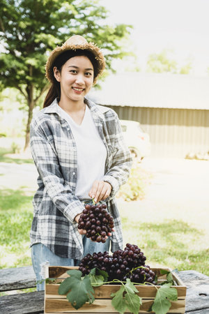 Young Asia woman farmer holding grape with crate wooden after harvest from vineyard, healthy fruit concept.の写真素材