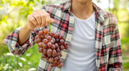Young Asia man farmer hand holding grapes after harvest form vineyard, healthy fruit concept.の写真素材