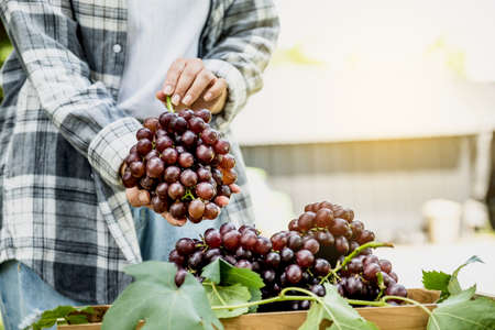 Young Asia woman farmer hand holding grapes after harvest form vineyard, healthy fruit concept.の写真素材