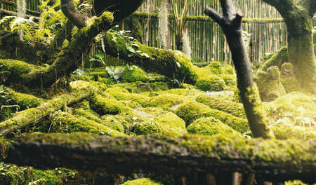 Moss and fern style plants cover the forest floor in the garden.
