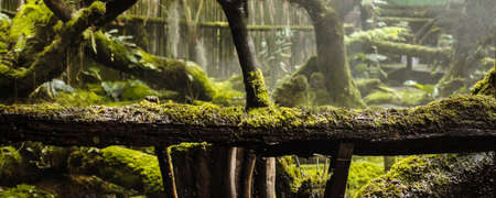 Moss and fern style plants cover the forest floor in the garden.