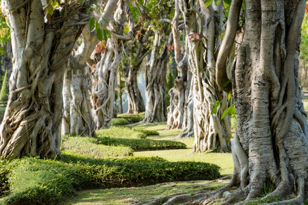 The background image of the Bo tree shows the nature of the trunk, the sacred tree of Buddhism.の写真素材