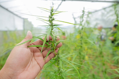 hand holding cannabis leaves at green Hemp marijuana or cannabis in the hydroponic water drop system...