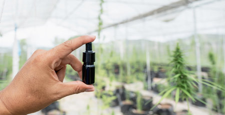 hand holding cannabis extract at green Hemp marijuana or cannabis leaves in the hydroponic water drop system garden farm, Herbs for alternative treatment.の写真素材