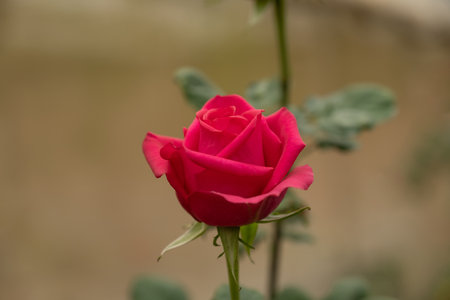 pink rose in flower garden.の写真素材