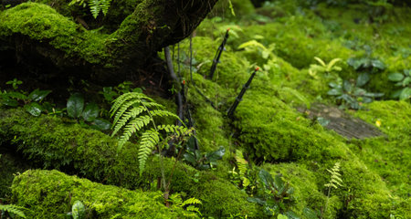 Moss and fern style plants proliferate grow cover stump the forest floor in the garden.の写真素材