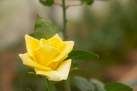 Yellow rose in flower garden.の写真素材