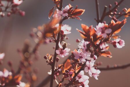 Sakura branch on the park with bee on the bokeh blue, gray and pink backgroundの写真素材