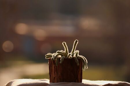 background, beautiful, beauty, berry, bloom, blooming, blossom, bokeh, botany, branch, bright, closeup, color, decoration, ecology, flora, floral, flower, food, fresh, fruit, garden, green, home, house, isolated, leaf, leaves, light, macro, modern, morning, natural, nature, olive, original, plant, red, spring, summer, tree, urban jungle, white, wooden, yellowの写真素材