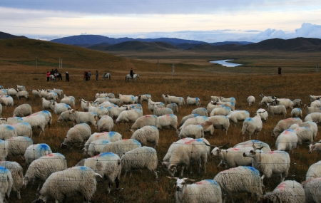 the Ruoergai Prairie-one of the three largest wetland in Chinaの写真素材