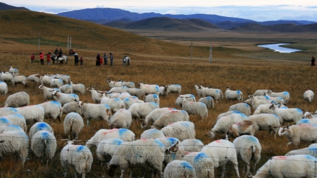 the Ruoergai Prairie,one of the three largest wetland in Chinaの写真素材