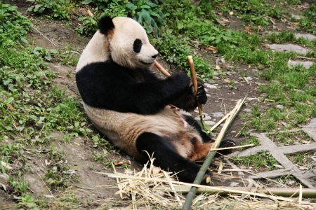 China Giant Panda Protection and research center of Ya an at the Bifengxia baseの写真素材