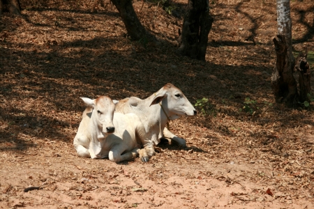 the scenery of Cambodiaの写真素材