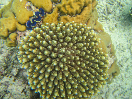 tropical fish in the sea in maldivesの写真素材