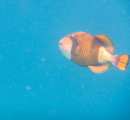 tropical fish in the sea in maldivesの写真素材