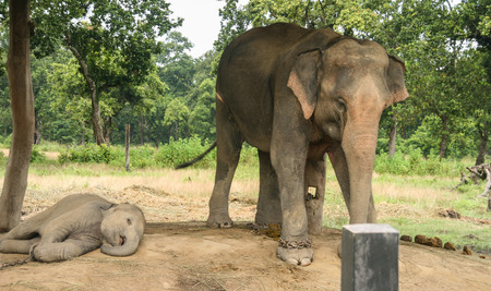 mother elephant and  baby elephant  in  the elephant village chitwan,Nepalの写真素材