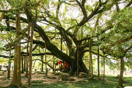 big banyan tree in guilin, chinaの写真素材