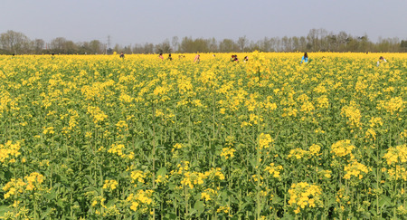 Rape flower in the countryside, Chengdu, China