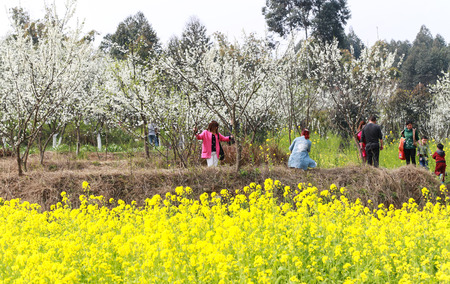 Rape flowers in Chengdu, Chinaのeditorial素材