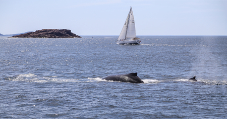 whale watching in cruise port stephens,australiaのeditorial素材