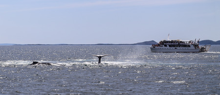 whale watching in cruise port stephens,australiaの写真素材