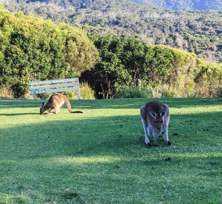 kangaroo in a park,australiaのeditorial素材