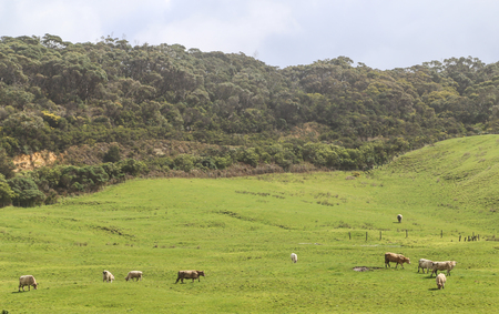 the landscape in australiaの写真素材