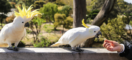 feeding the white parrot in ron town,australiaの写真素材