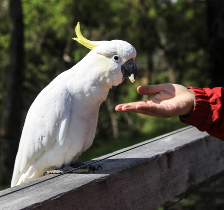 feeding the white parrot in ron town,australiaの写真素材
