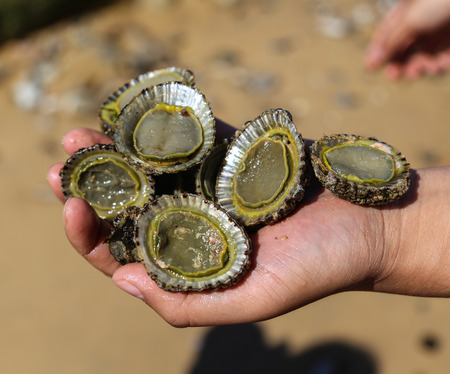 abalone from malllacooto natural protection area,australiaの写真素材