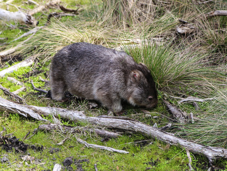 the animal in promontory national parkの写真素材