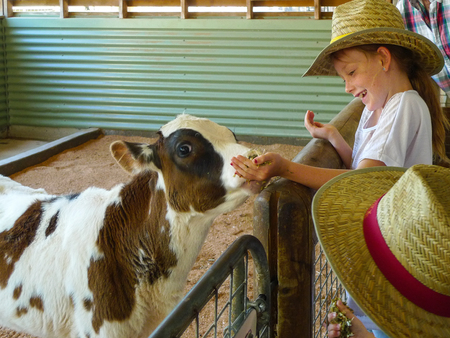a girl feeding cattle in paradis country aussie farm,gold coast,australiaのeditorial素材