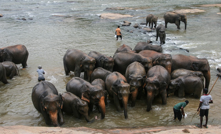 elephants in sri lankaの写真素材