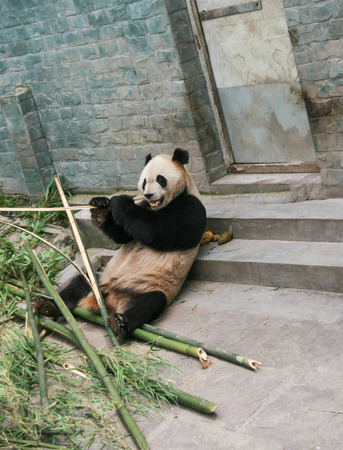 giant panda in protection and research center of Yaan, Bifengxia base,chinaの写真素材