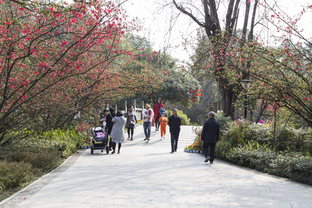spring landscape in a park,chengdu,chinaのeditorial素材