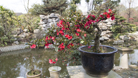 potted begonia lanscape in a park,chengdu,chinaの写真素材