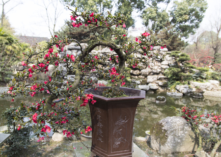 potted begonia lanscape in a park,chengdu,chinaのeditorial素材