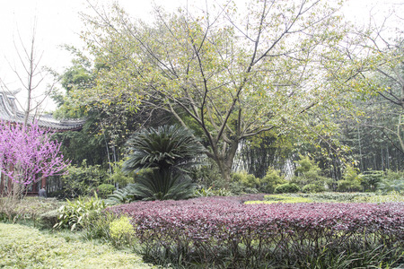 spring scenery in a park,chengdu,china